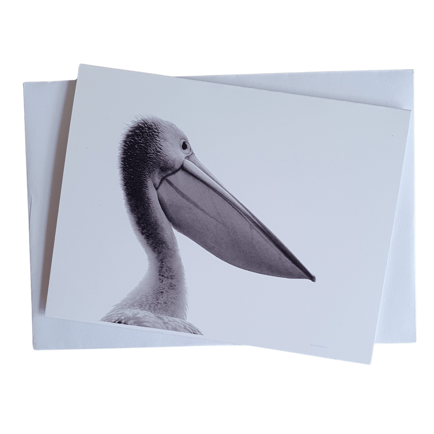 Pelican at the Pier Bylucindajane